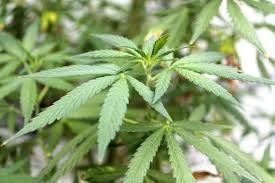 Grover Beach Picks Medical Marijuana Dispensary Applicants San Luis Obispo Tribune