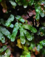 Image result for Hymenophyllum triangulare