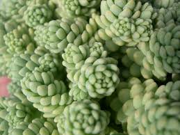 It propagates easily by stem cuttings and leaves. Sedum Dasyphyllum Major 2