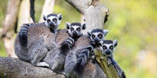 Official site of dreamworks animation. Madagascar Lemurs And Habitat At Risk Of Extinction Afrik 21