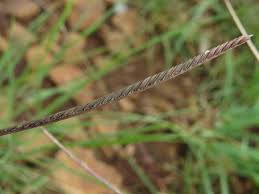 Image result for Microchloa afra