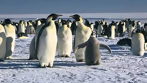 Feeding, habitat, distribution, reproduction, anatomy and more. Watch March Of The Penguins Prime Video