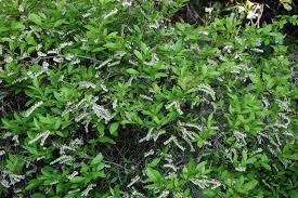 Image result for Bambekea racemosa