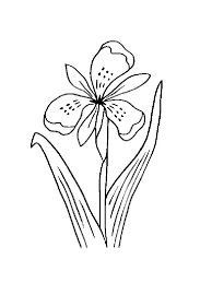 Mighty mike is an energetic pug dog with refined taste. Iris Flower Coloring Pages Download And Print Iris Flower Coloring Pages