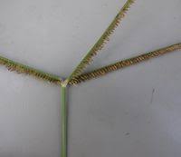 Image result for Acrachne