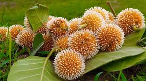 Image result for Abrus melanospermus