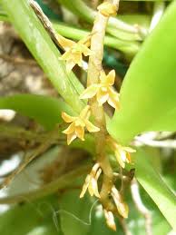 Image result for Chamaeangis