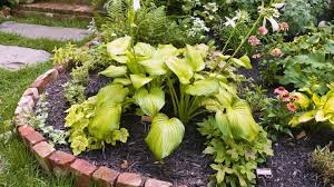 At garden sales llc, we specialize in hostas, hard to find perennials, both evergreen and flowering shrubs, daylilies, roses, peonies, ornamental grasses, dwarf conifers and ornamental trees. What To Know About Hostas Planting Watering And Snail Proofing Hostas
