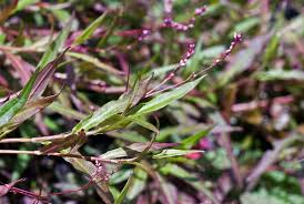 Image result for Persicaria decipiens