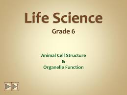 Maybe you would like to learn more about one of these? Ppt Life Science Grade 6 Powerpoint Presentation Free Download Id 2097997