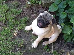 Pug For Sale Pug Puppies Pugs Pugs For Sale Pug Puppies