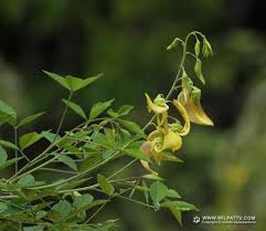 Image result for Crotalaria laburnifolia