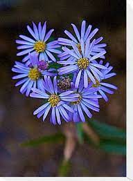 Pin By Kristy Dipzinski On Tats Aster Flower Tattoos Aster Flower Flower Tattoo Sleeve Men