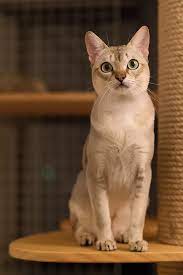 Top 10 Smartest Cat Breeds In 2021 Cat Breeds Cats With Big Eyes Singapura Cat