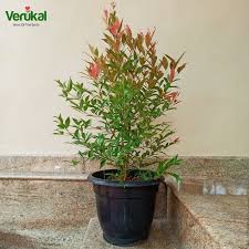 Image result for Eugenia