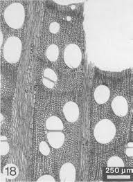 Image result for Hippocratea apocynoides