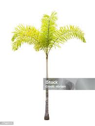 Image result for Wodyetia