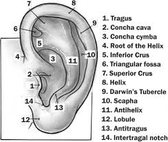 A technique for the reconstruction of. References In Reconstruction Of Acquired Auricular Deformity Operative Techniques In Otolaryngology Head And Neck Surgery