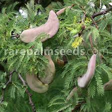 Learn from others in the forums. Acacia Erioloba Camel Thorn Giraffe Thorn Buy Seeds At Rarepalmseeds Com