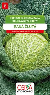 Image result for hlávková kapusta