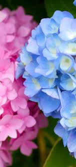 Great for the garden—no insect. Pink And Blue Hydrangea Flowers Inflorescence 1242x2688 Iphone 11 Pro Xs Max Wallpaper Background Picture Image