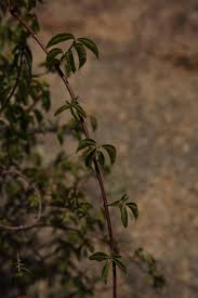 Image result for Strophanthus amboensis