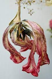 Dried Tulip Flowers Photography Wilted Flowers Dying Flowers