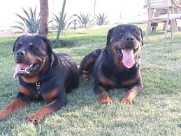 Find rottweiler puppies and breeders in your area and helpful rottweiler information. Rottweiler Puppies Delivered To Your Door For Free For Sale In Auburn Washington Classified Americanlisted Com
