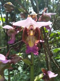 Image result for Eulophia horsfallii