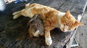 kedi tavsan yavrusuna annelik yapiyor
