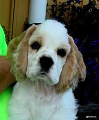 Gävleborgs zoo & förvaltning ab. Nya Aventyr