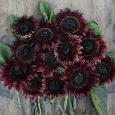 Real touch wedding decoration flower heads sunflower artificial gerbera flowers. Sunflower Pro Cut Red Floret Flower Farm