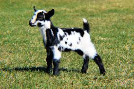Pin By Amanda Aube On Goats Nigerian Dwarf Goat Farming Dairy Goats