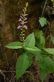 Image result for Priva curtisiae