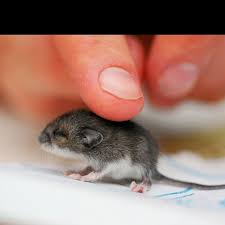 Pin On Cute Animals