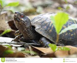 Focus Stacked Image Of An Eastern Box Turtle Among The