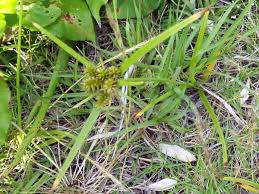 Image result for Cyperus cyperoides