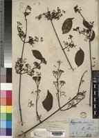 Image result for Hippocratea pallens