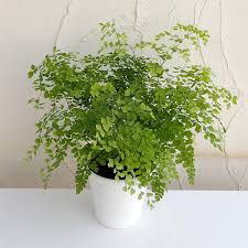 アジアンタム フラグランス5号鉢植え 観葉植物 園芸ネット 本店 通販 Engei Net