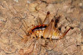Raupp, professor of entomology at the university of maryland. Spotted Camel Cricket Ceuthophilus Maculatus Inaturalist