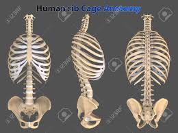 Rib cage, basketlike skeletal structure that forms the chest, or thorax, made up of the ribs and their corresponding attachments to the sternum and the vertebral column. Rib Cage Or Thoracic Cage Is The Arrangement Of Ribs Attached Stock Photo Picture And Royalty Free Image Image 153136034