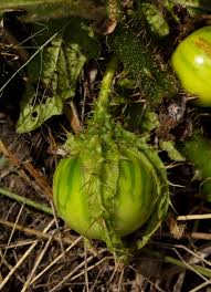 Image result for Solanum macrocarpon