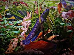 Image result for Amphicarpaea africana