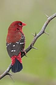 Check spelling or type a new query. The Red Avadavat By Sameer Deshpande Jungledragon