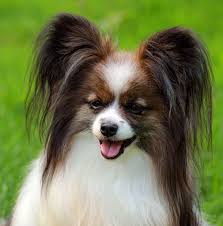 Young purebred brown and white papillon continental toy spaniel dog puppy outdoors on grass on a sunny summer day. Kleinhundezucht Papillons Von Den Kolibris Hunderassen Hunde Papillon Hund