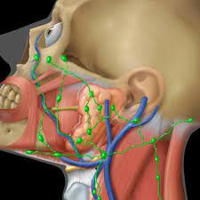 Maybe you would like to learn more about one of these? Head And Neck Lymph Node Groups Of The Facial Area Including The Download Scientific Diagram