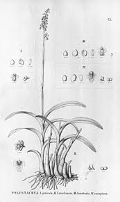 Image result for Polystachya greatrexii