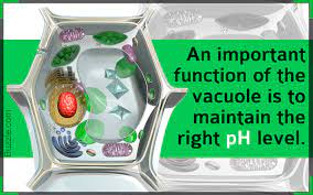 Plant cells, as eukaryotic organisms, are made up of various organelles that function together in other to sustain all features of the plant life. A List Of Main Functions Of The Vacuole Biology Wise