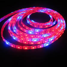 We did not find results for: 12v Smd 5050 60leds Red Blue Led Strip Grow Lights China Led Plant Grow Light Plant Grow Led Strip Made In China Com