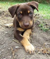 Black And Tan Kelpie Lab Mix Brown And Tan Kelpie Animals Friends Horses And Dogs Puppies